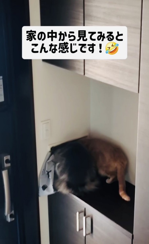 郵便受けに顔を突っ込むミックス猫と茶トラ猫