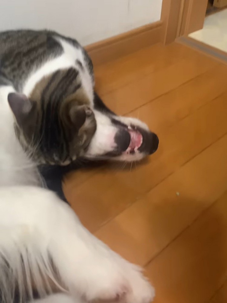 犬の口元と喉元を噛む猫