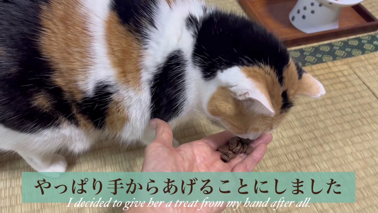 やっぱり手からあげる飼い主さん