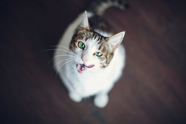 猫は人間の言葉をどこまで理解している？