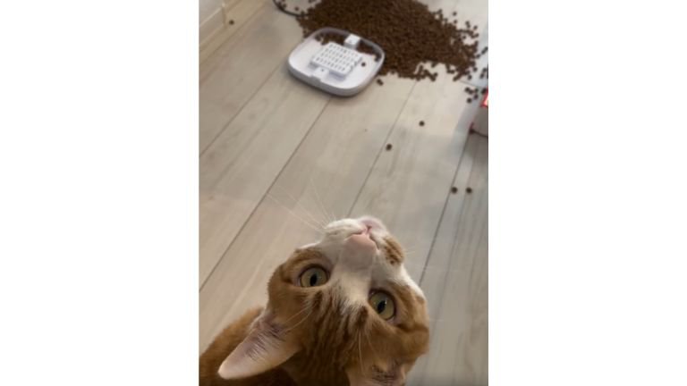 猫と倒れた自動給餌器とカリカリ