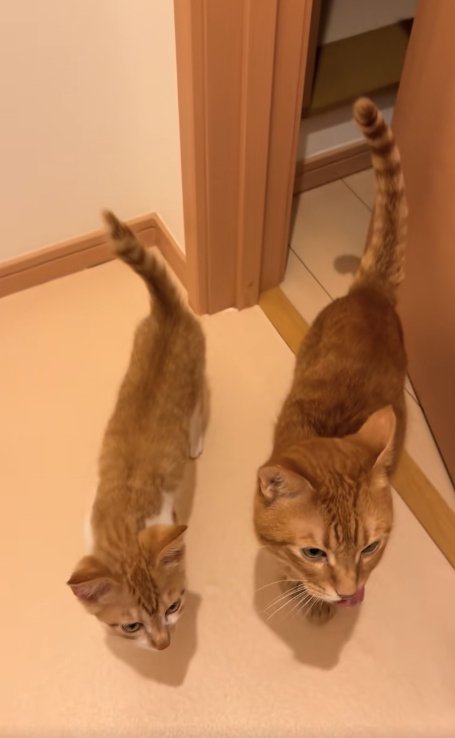 ドアの近くにいる2匹の猫