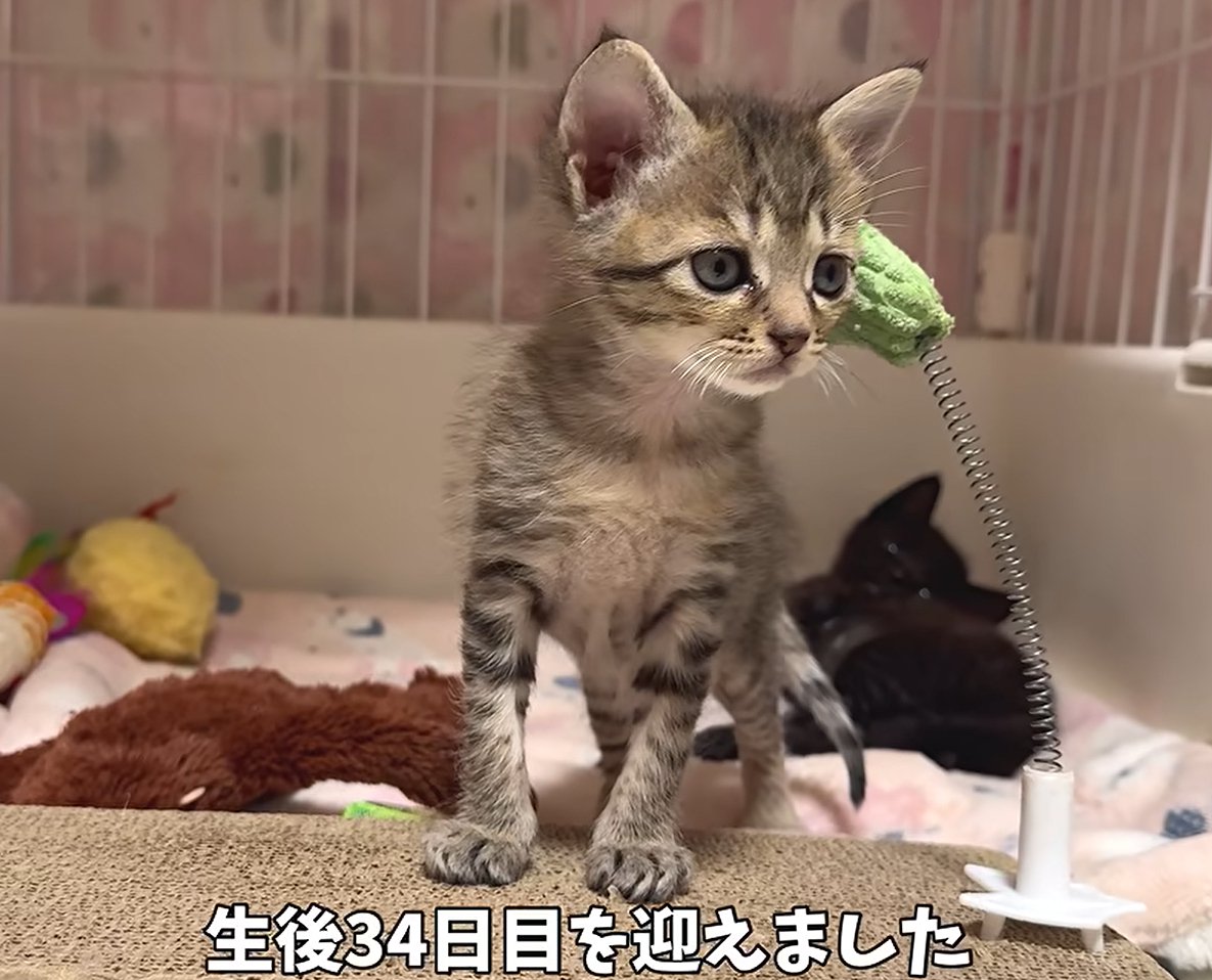 キジトラの子猫（生後34日目を迎えました）