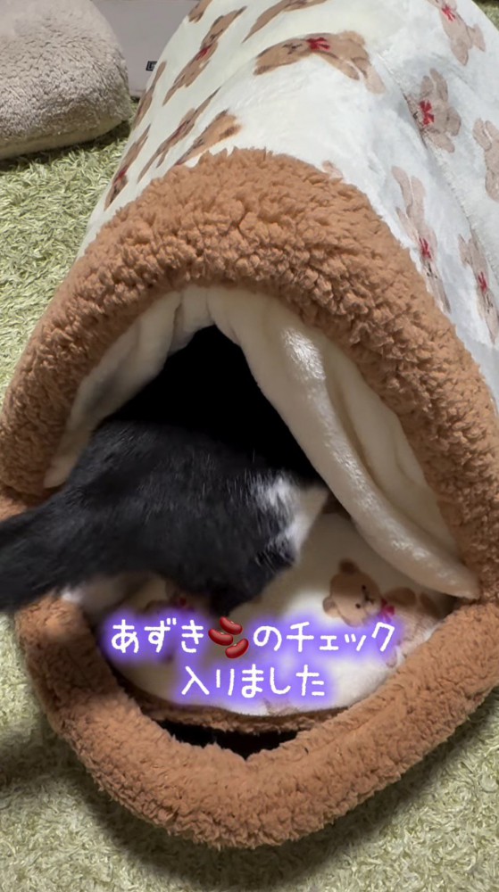 猫用ベッドの中に入っていく猫
