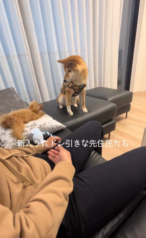 伏せをしているブレたトイプーを見下ろす柴犬