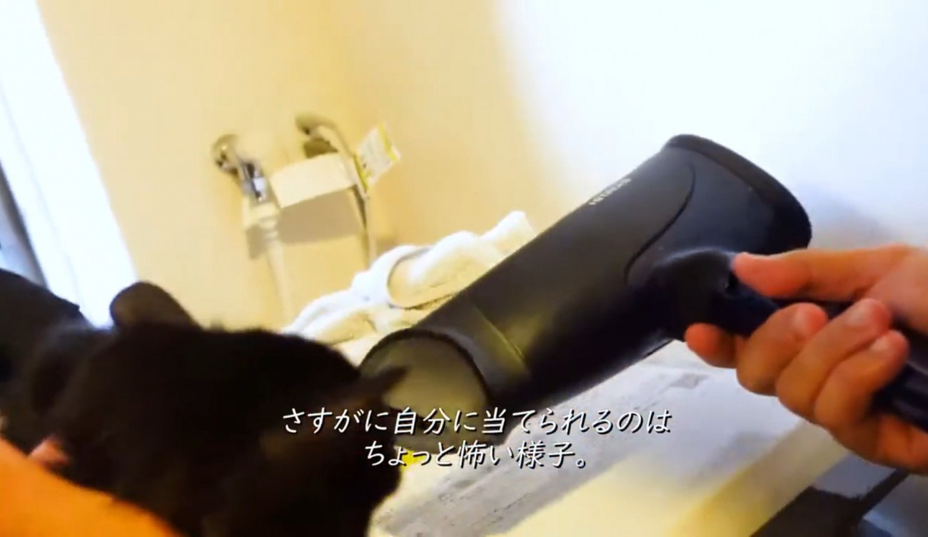 ドライヤーで乾かされる子猫