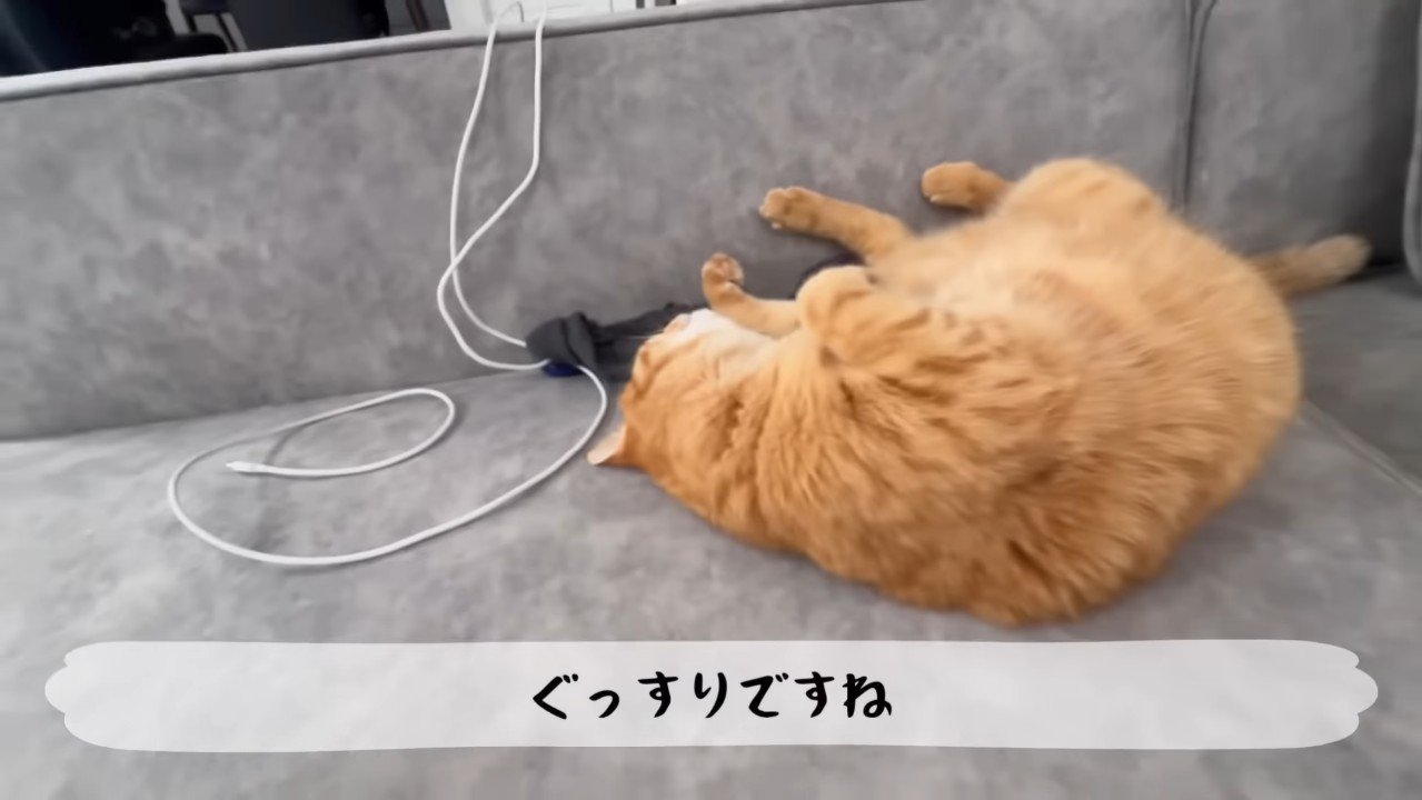 ぐっすりですね