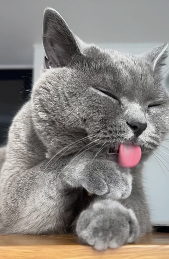 舌を出す猫の写真1