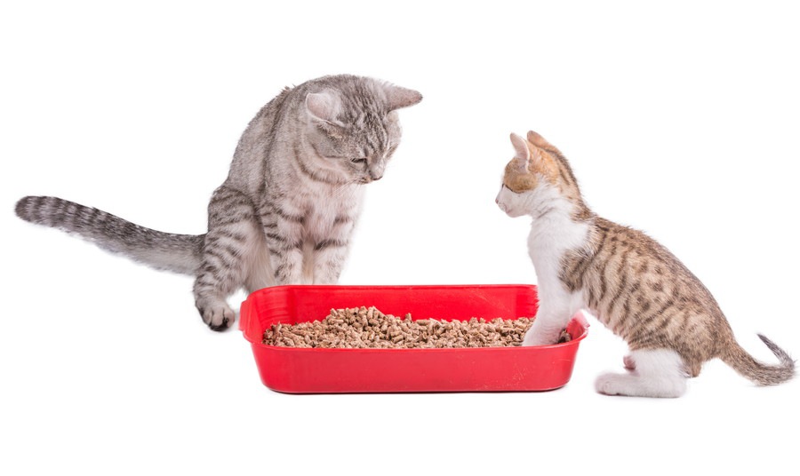 猫がトイレを避ける原因と7つの対処法