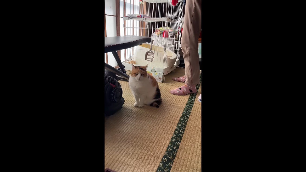 こちらを向いた姿