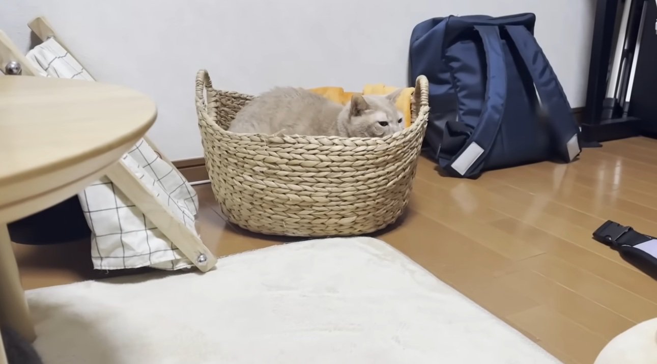 籠の中に入っている猫