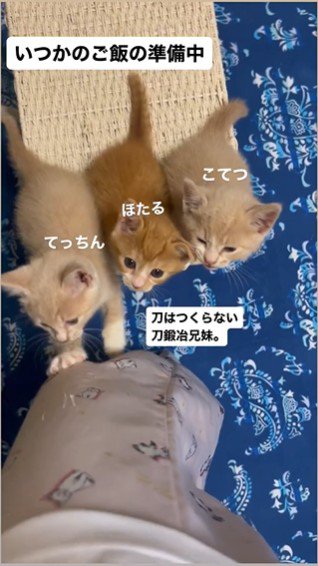 人の足元で鳴いている3匹の子猫