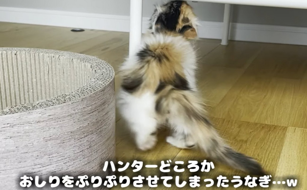 タグを咥えて尻尾を下げる猫（ハンターどころかおしりをぷりぷりさせてしまったうなぎ…ｗ）