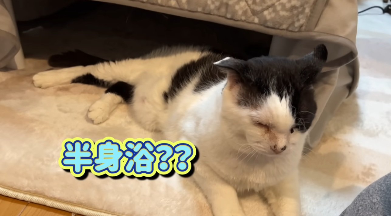 下半身だけこたつに入っている猫