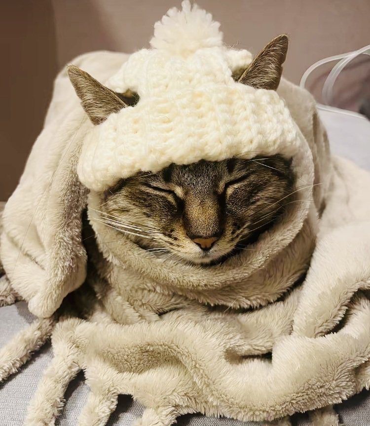 ニット帽をかぶって毛布にくるまる猫