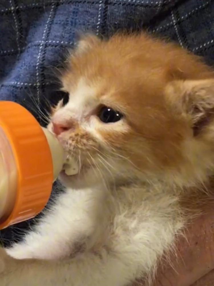 ミルクを飲む子猫の横顔