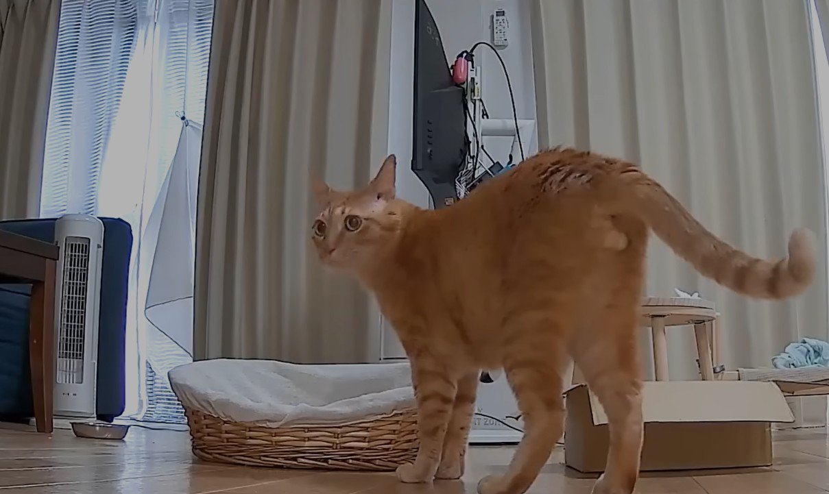 用意されたラタンベッド