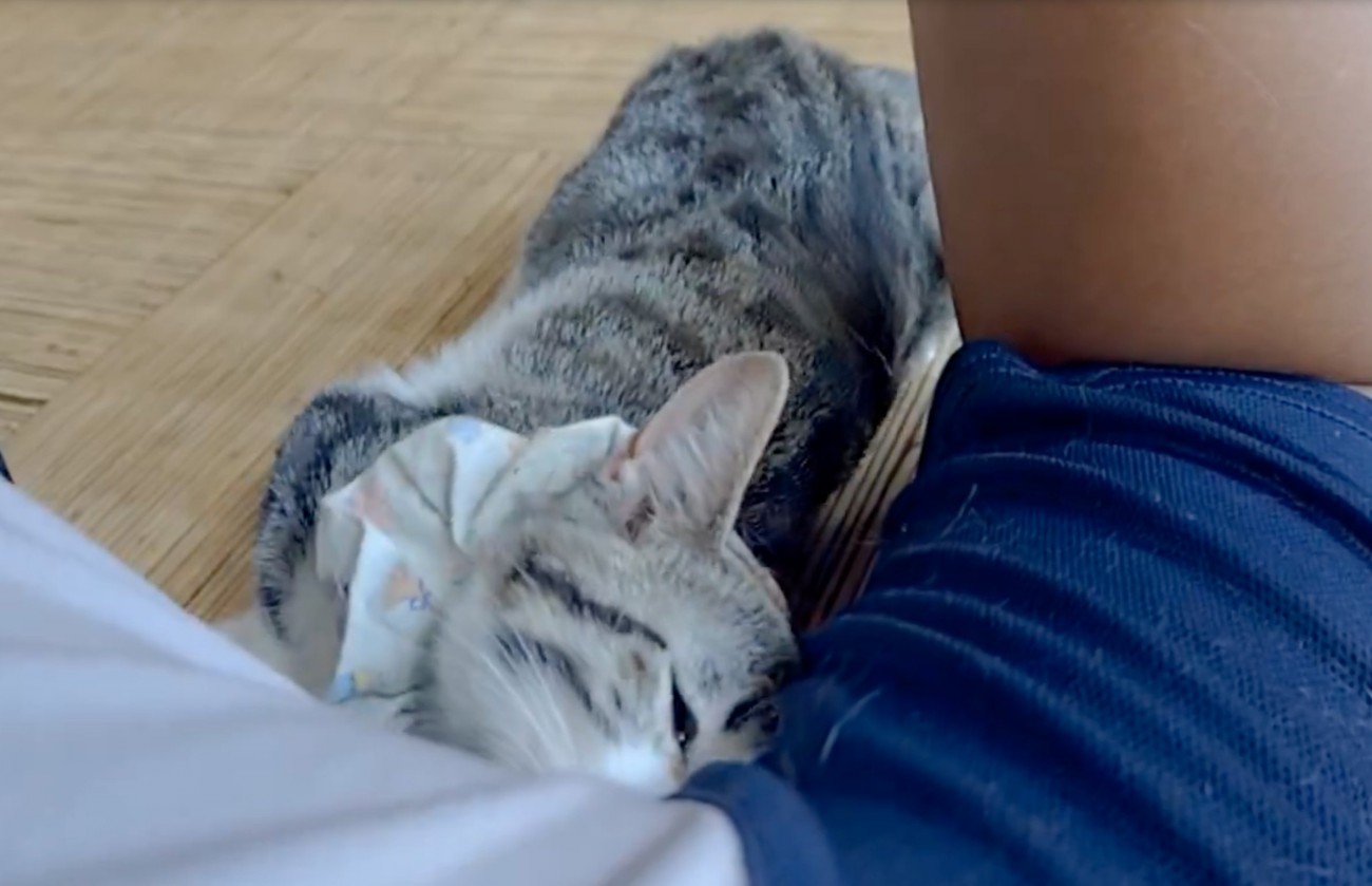 脇を嗅ぐ猫