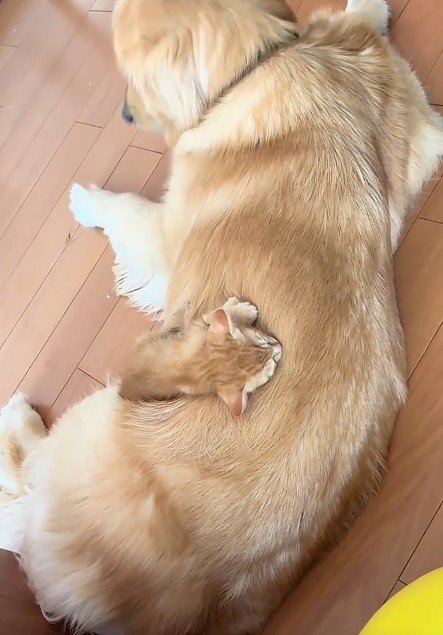 犬の背中で眠る子猫