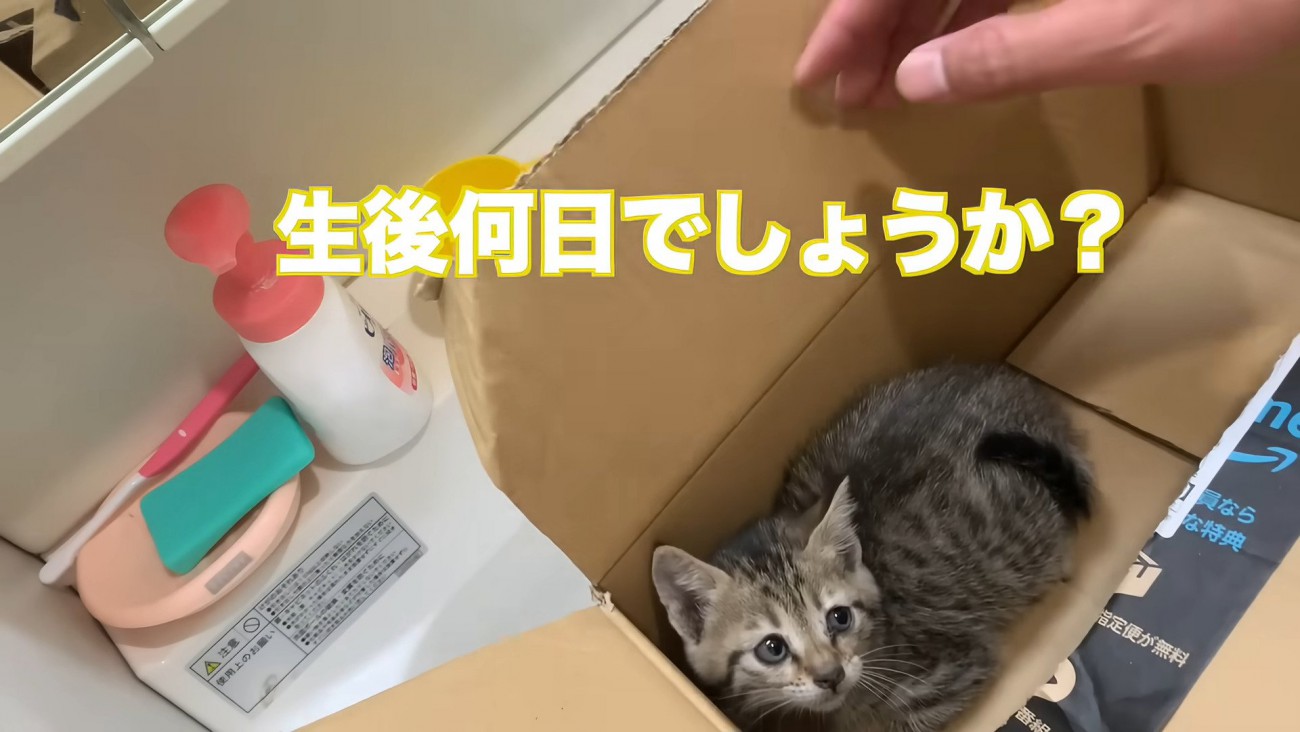 保護当時のタロちゃん