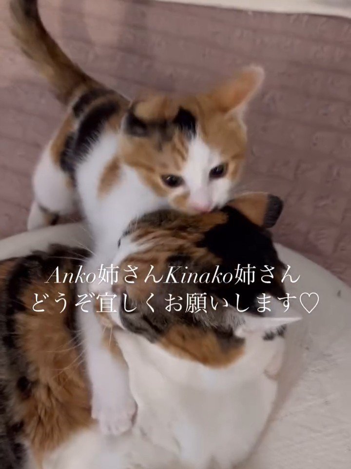 成猫に噛みつく子猫