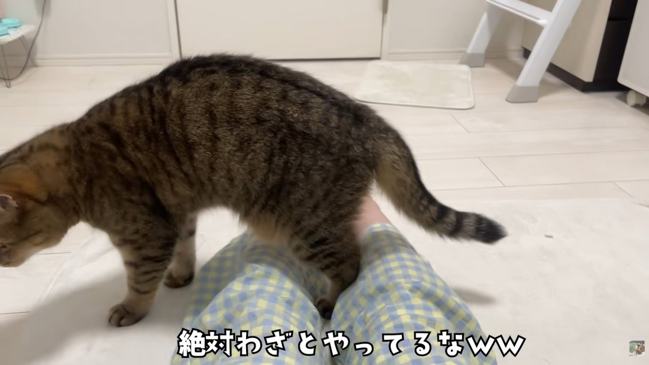 テロップ「絶対わざと～」