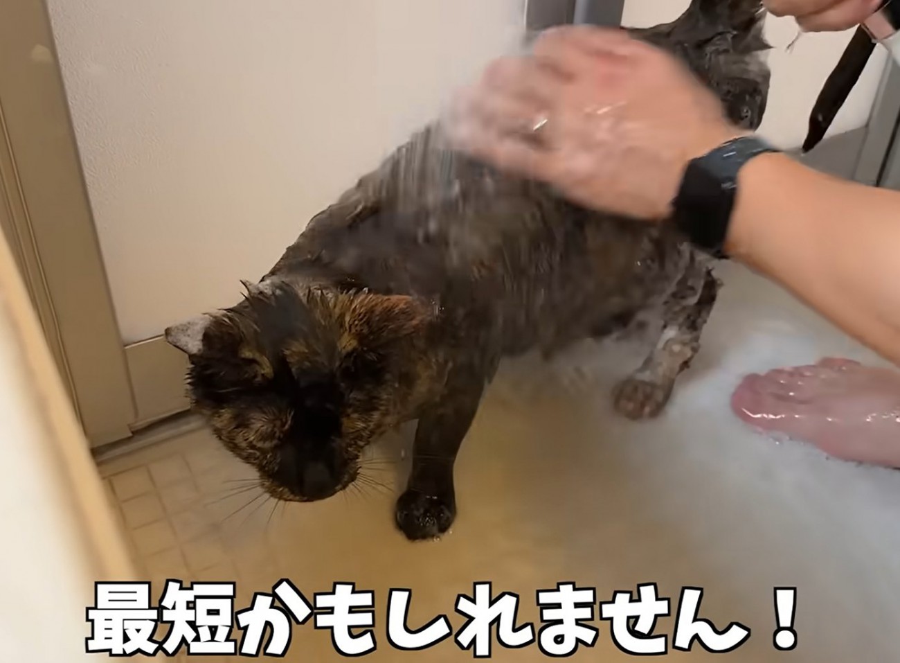 お風呂場で洗われる猫（最短かもしれません）