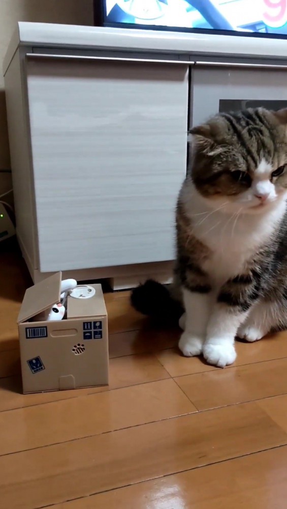 猫のオモチャから視線を外す猫