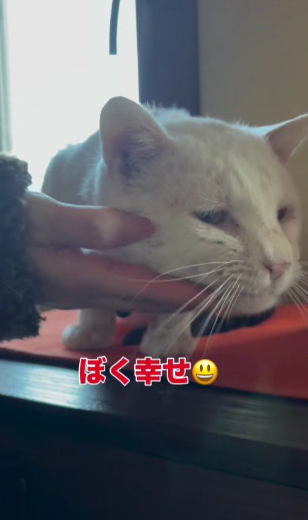 なでられている猫