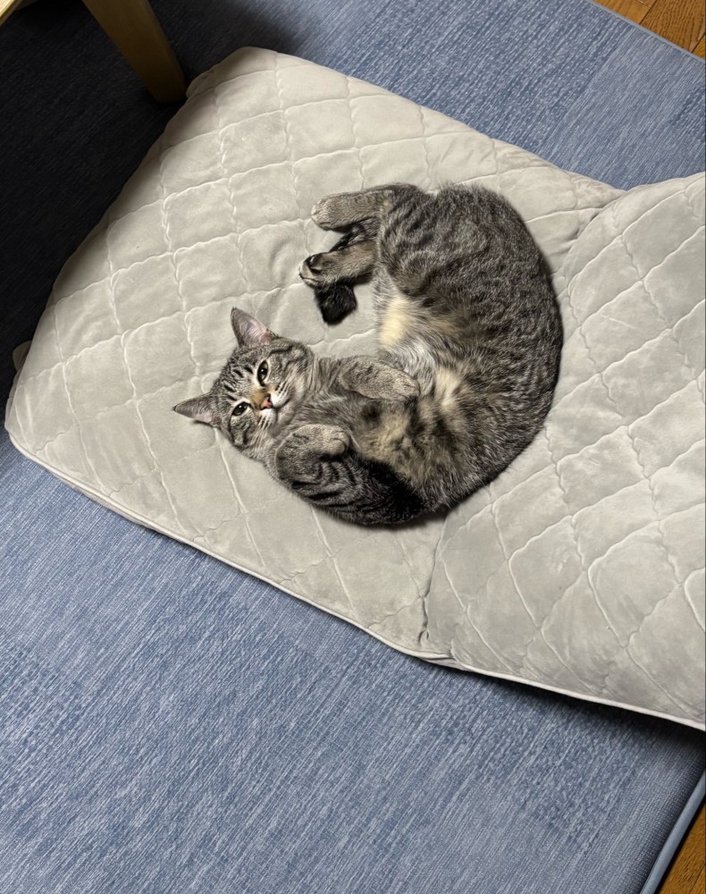 座椅子で寝転がる猫