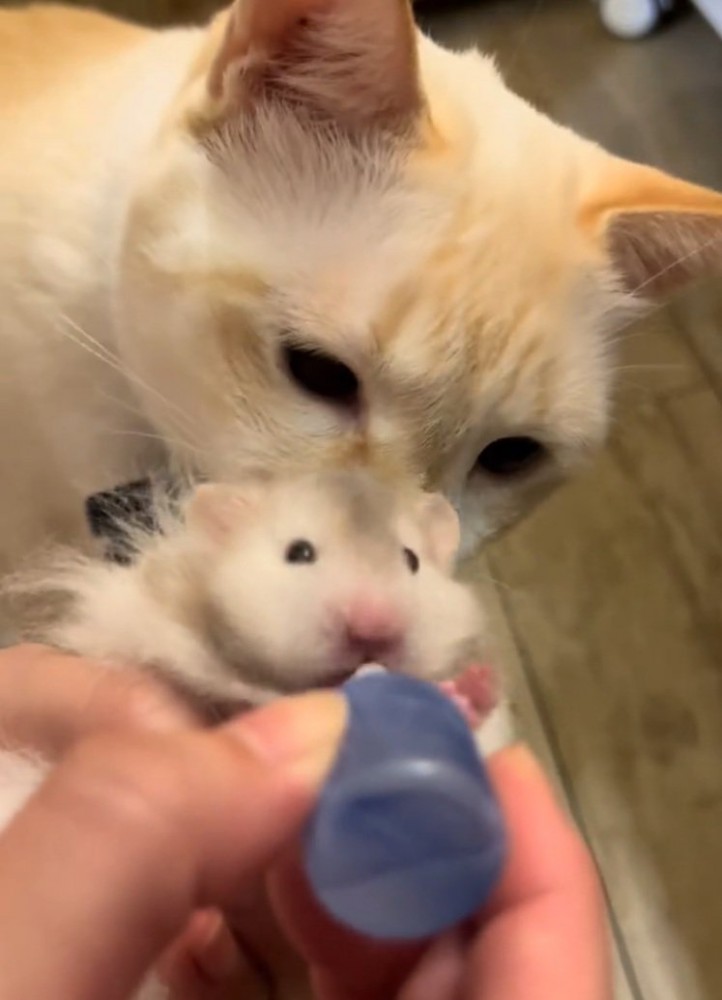 猫とハムスター