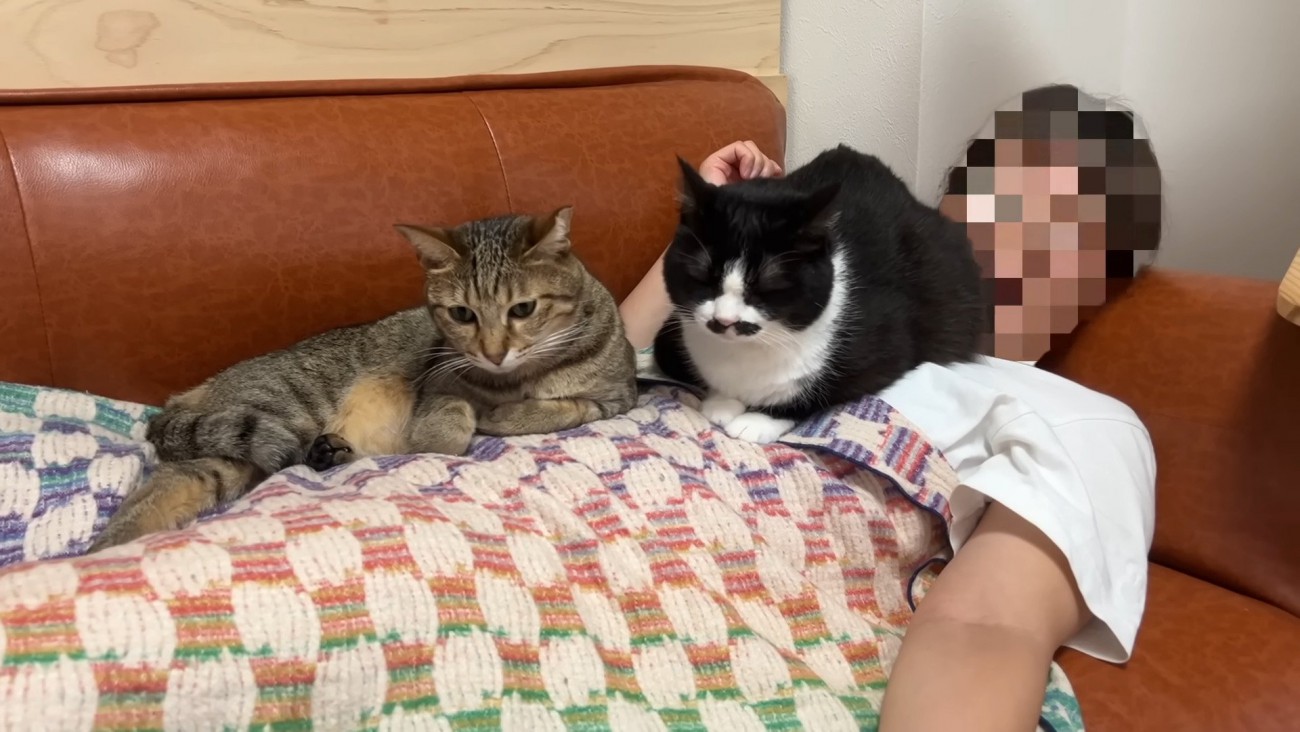 2匹の猫に乗られる主♀さん