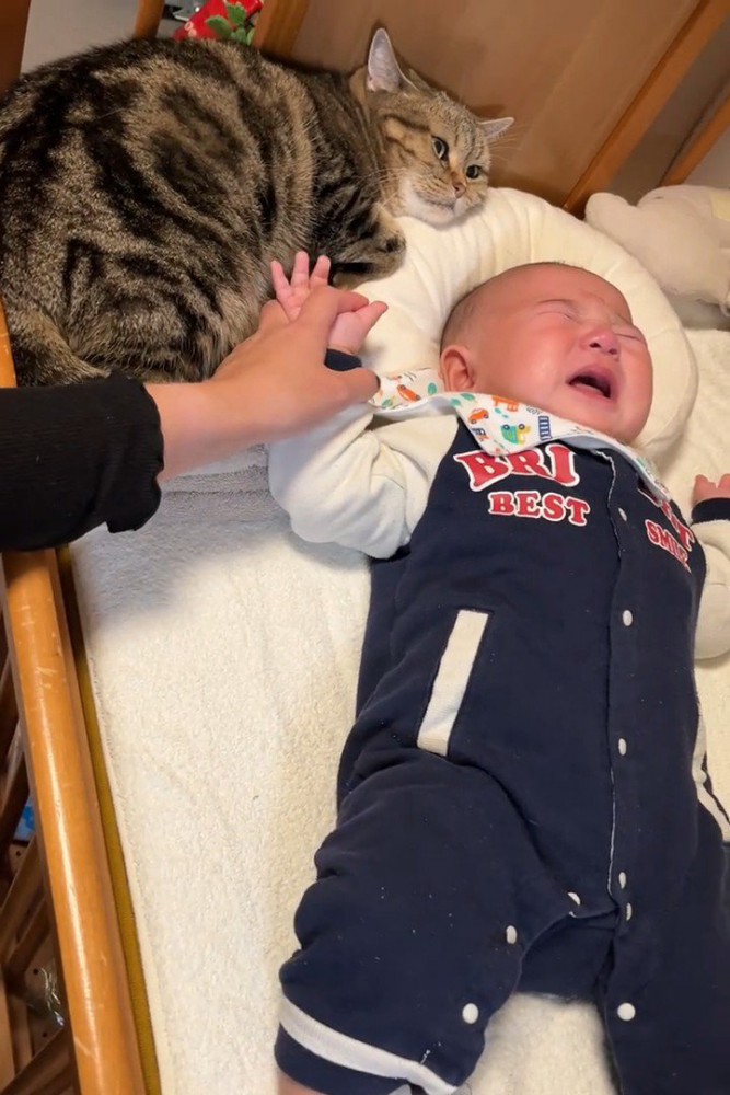 赤ちゃんの枕で寝る猫