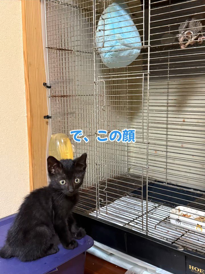 振り向く子猫