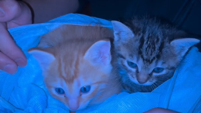 2匹の子猫
