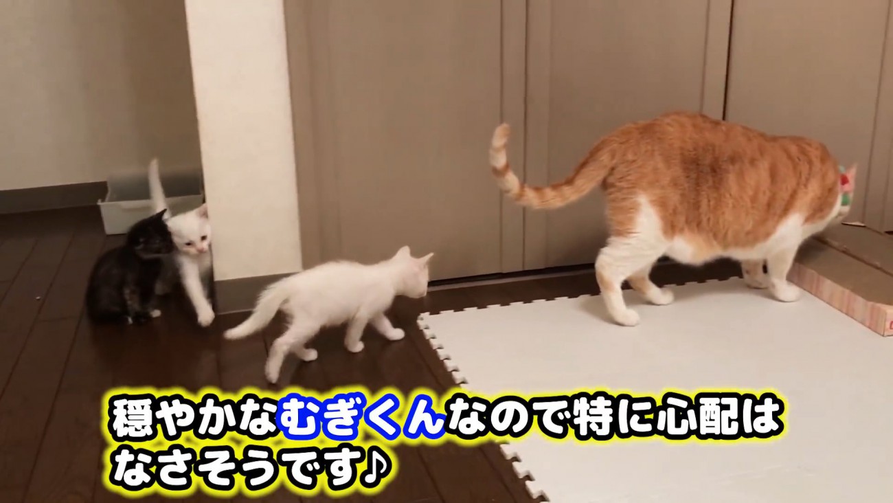 成猫のあとをついていく子猫たち