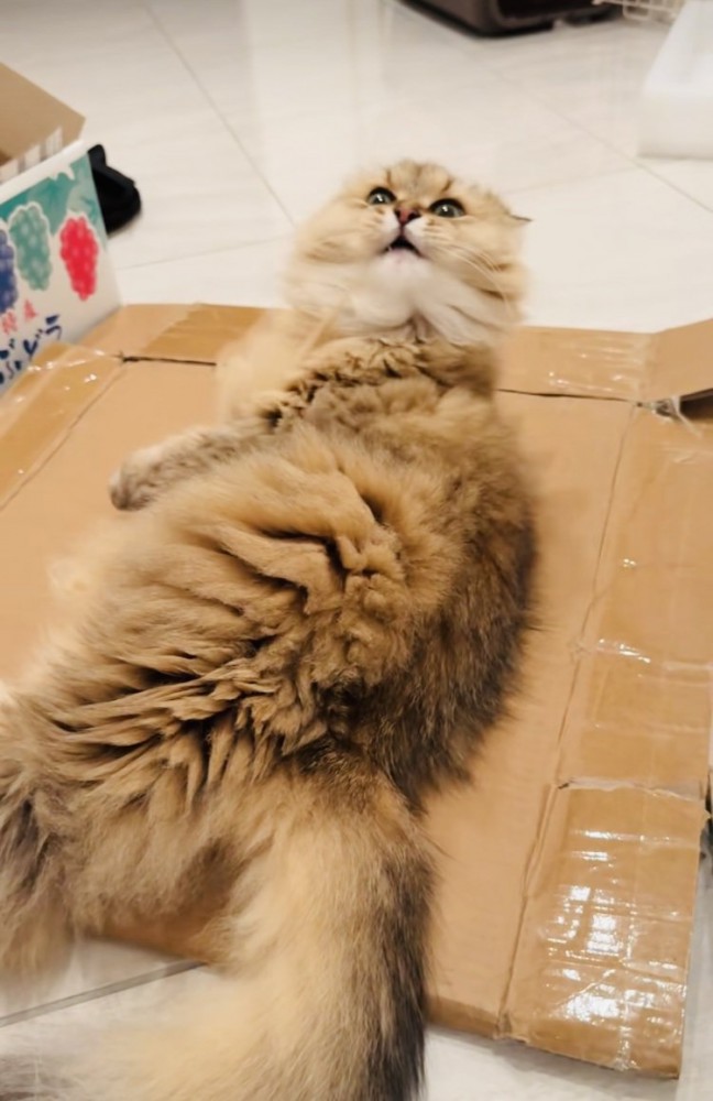 毛繕い中に毛が舌にくっついたペルシャ猫