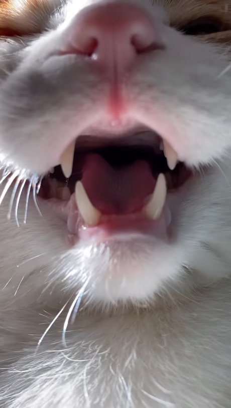 口を開けて鳴き声をあげる猫の顔