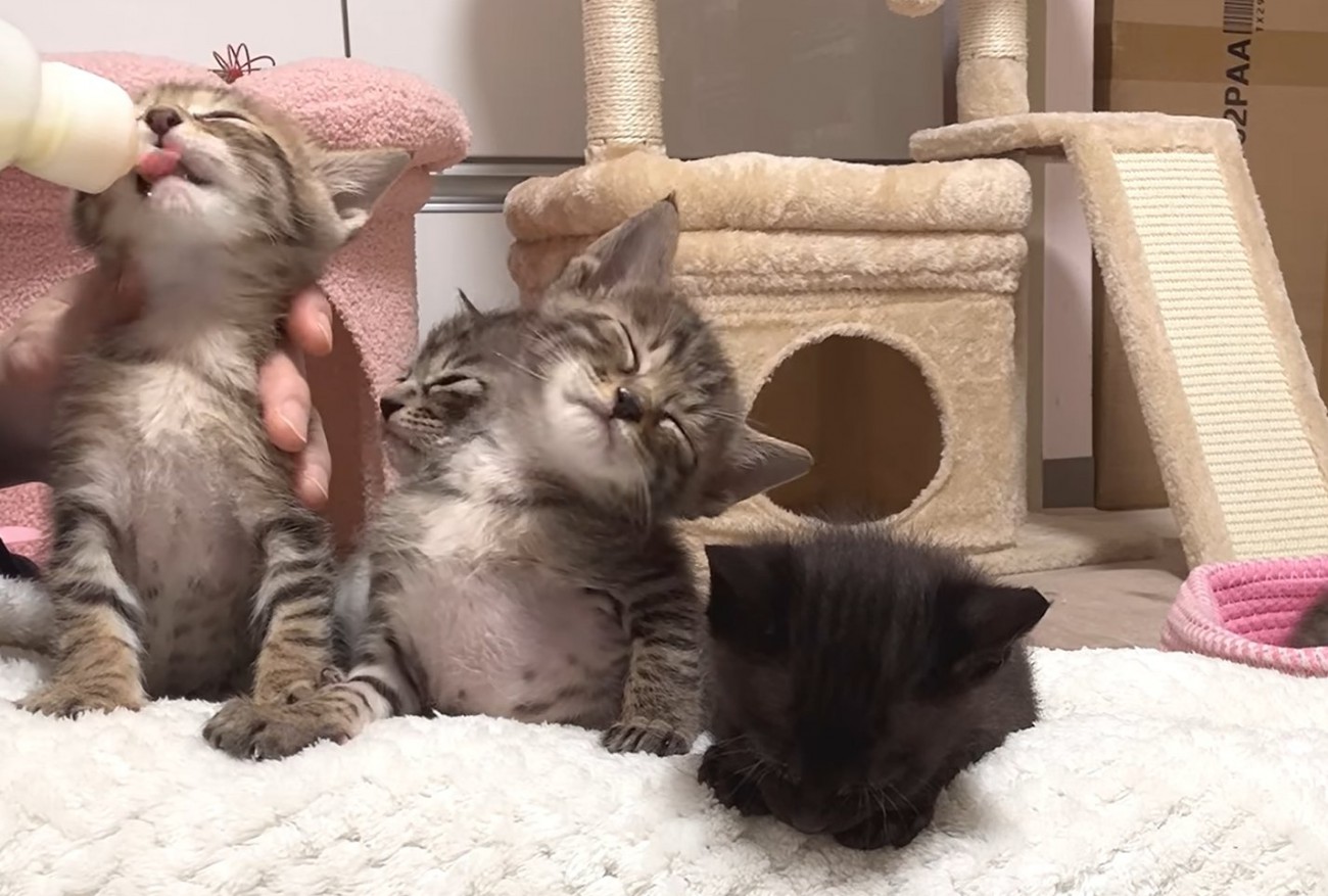 向かって左の子猫がミルクを飲んで他2匹は座りながら眠っている