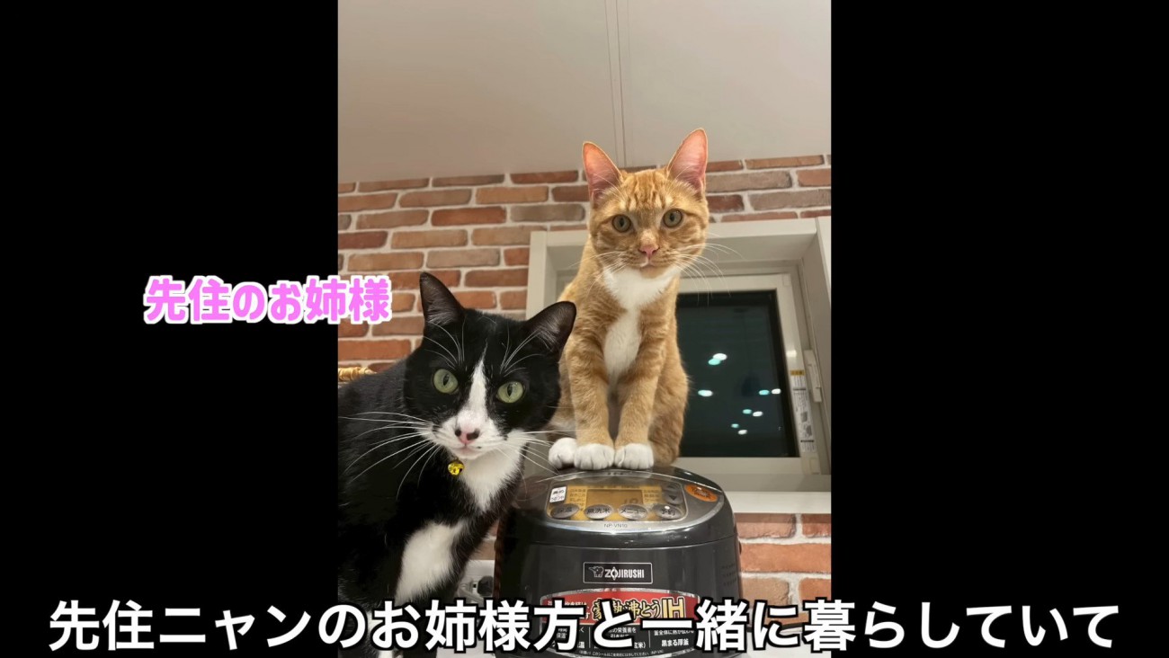 2匹の猫