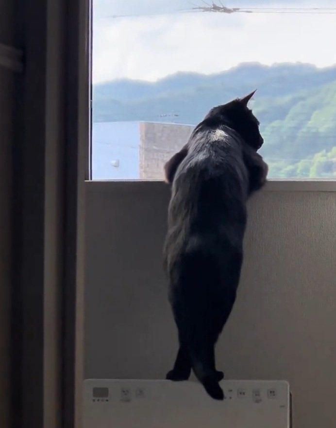 ニャルソックする猫