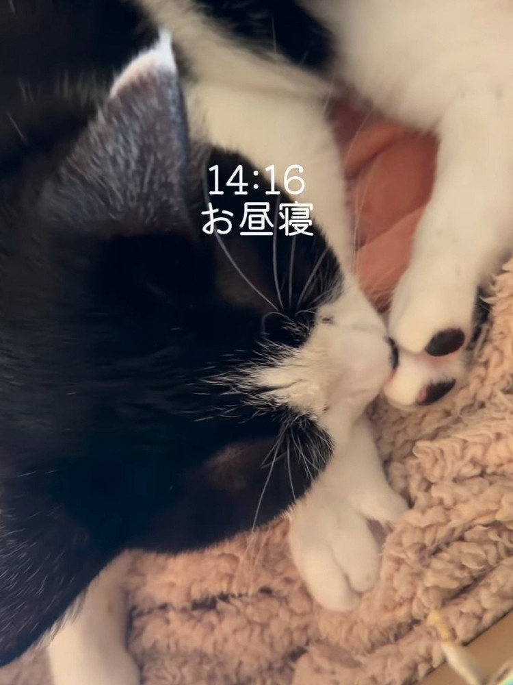 寝ている猫