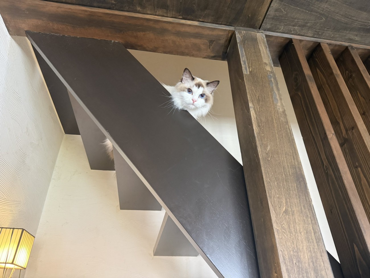 階段から見下ろす猫