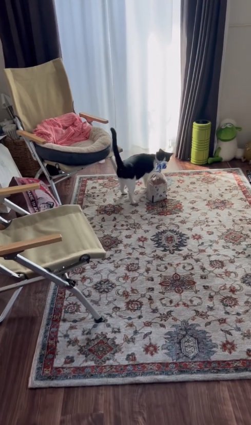 ラグの上に置いた食パンの匂いを嗅いでいる猫