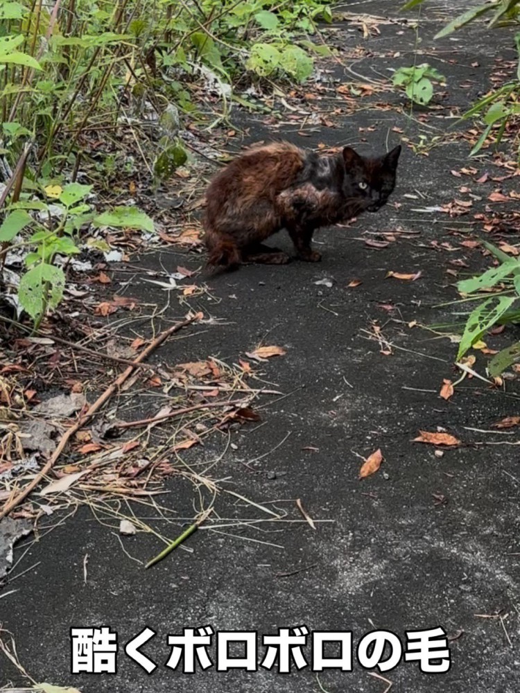 ボロボロの毛の猫