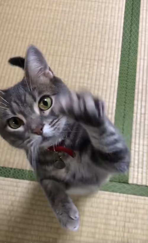 後ろ足で立ち上がって左前足を動かしている猫