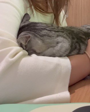 女性に撫でられて、じっとしている猫