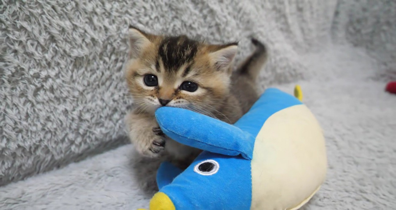ペンギンの手にじゃれる子猫