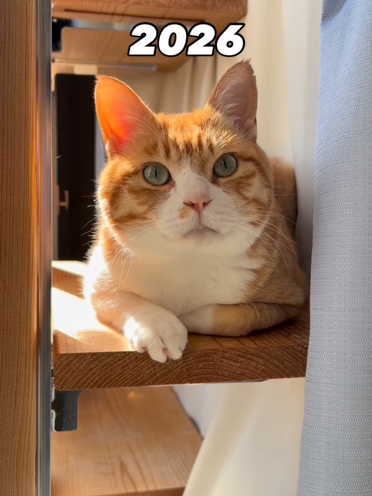 ステップに座る猫