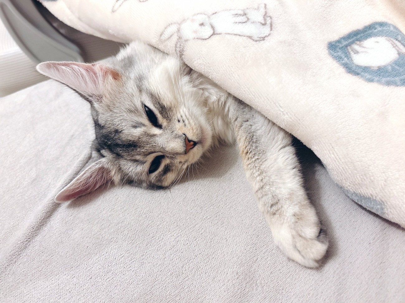 眠そうな猫
